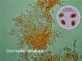 Gymnopilus penetrans-amf808-micro